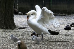 На празднике в Одесском зоопарке новорожденным питомцам дадут имена