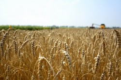 Одещина зібрала рекордний врожай ранніх зернових культур
